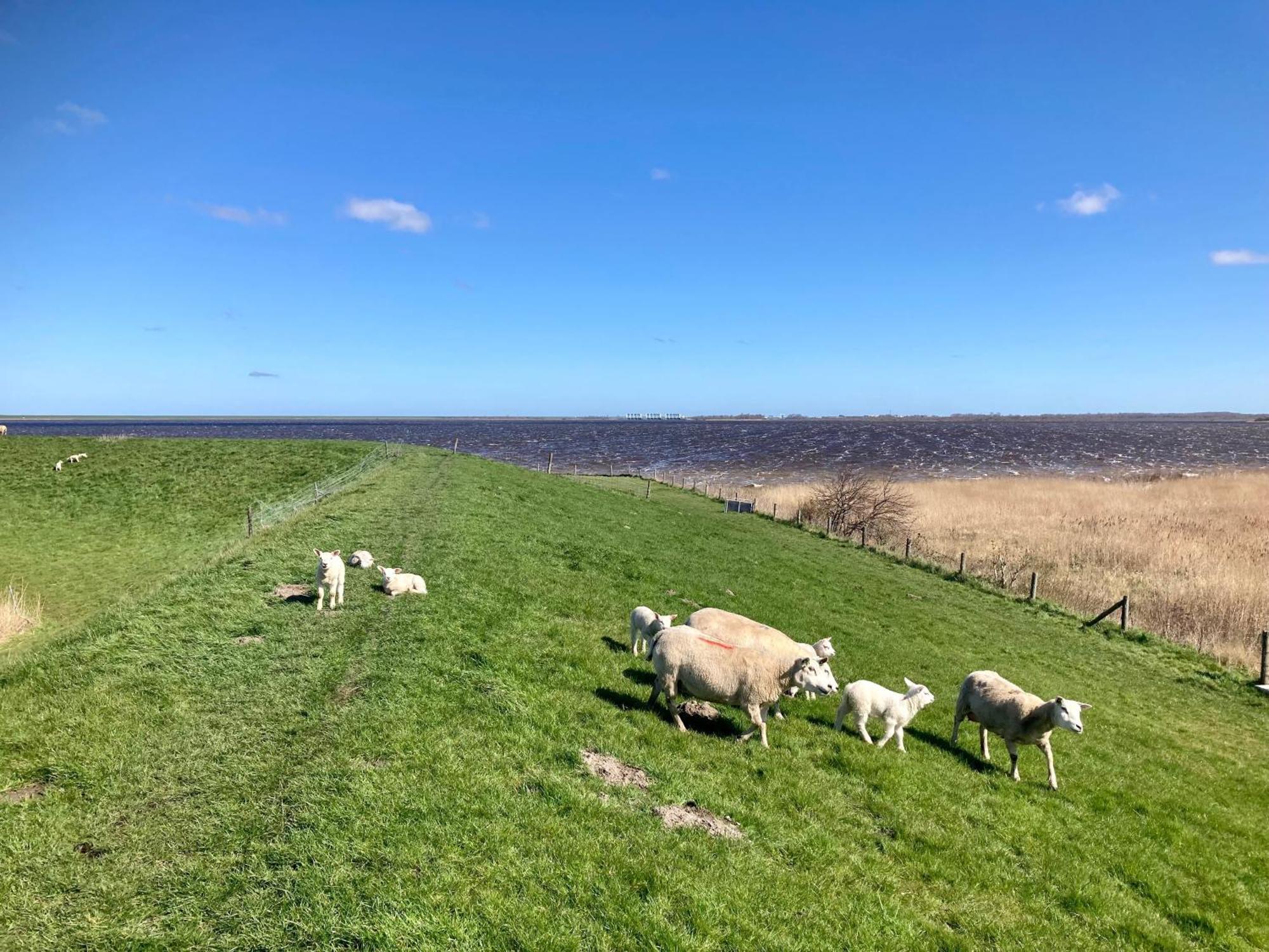 Haus Gaby direkt am Lauwersmeer Anjum Exterior foto